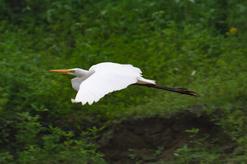 Aves de la Amazonía boliviana, garzas y ñandú