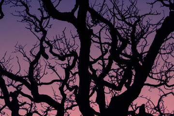 Ramas de árbol en atardecer en la Amazonía boliviana