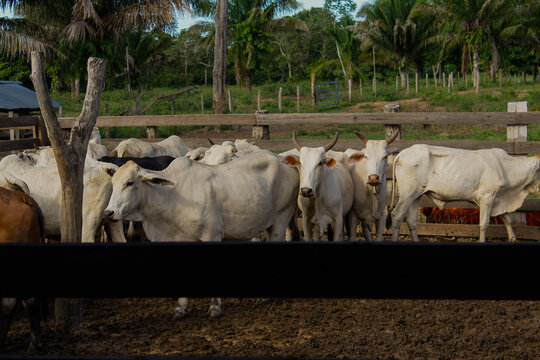 Ganader&iacute;a en el Beni, vacas y becerros