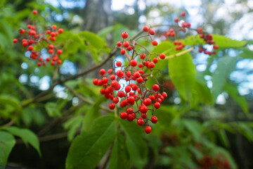 Fresh wild red elderberry or Sambucus racemosa fruit harvested in the forest in june on Sakhalin....