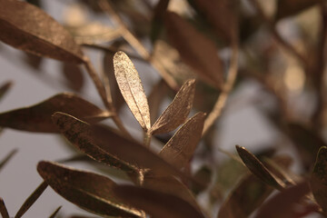 Smoke Close-up Selective soft focus gold, bronze green leaf twig. Natural abstract light, shadow...