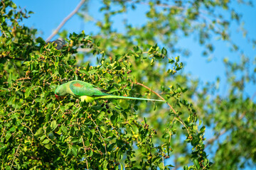Emerald-collared parrakeet (Psittacula calthorpae, male) feeds on fruits like Juneberry (Amelanchier), winter bird plumage. Now it's a synanthropic bird. United Arab Emirates