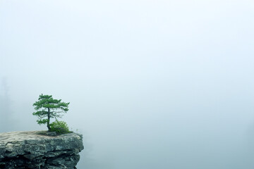 Bonsaï solitaire sur falaise rocheuse enveloppée de brume blanche, composition minimaliste et spirituelle avec espace négatif copyspace
