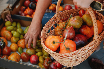 hand carefully selecting fresh tomatoes of various colors and sizes from a woven wicker basket. The tomatoes appear juicy, vibrant, and diverse — ranging from bright red to green and orange hues. The 