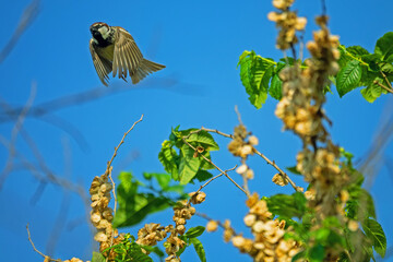Spanish sparrow (Passer hispaniolensis) has moved into the Crimea and is building nests in forest...