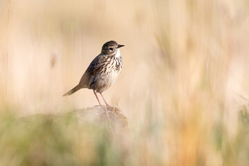 Meadow Pipit perched on a rock on a mountain