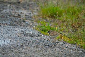 Little ringed plover (Charadrius dubius curonicus) nesting in the middle of the steppe Crimea on the slope of a freshwater depression. Kerch Peninsula