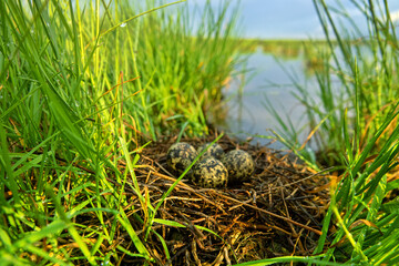 A black-winged stilt (Himantopus himantopus) nest in the coastal thickets of a brackish lake in coastal vegetation Aeluropus littoralis. Northern Black Sea region