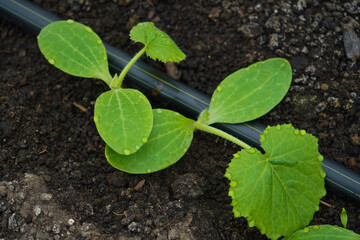 Young zucchini plants thrive in a bed with drip irrigation, enhanced by a layer of ash for added nutrients and protection.