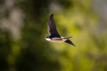 House Martin in flight