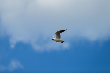Obraz premium Beautiful flying seagull with blue natural sky background in fresh free air of animal kingdom