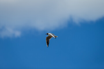 Beautiful flying seagull with blue natural sky background in fresh free air of animal kingdom