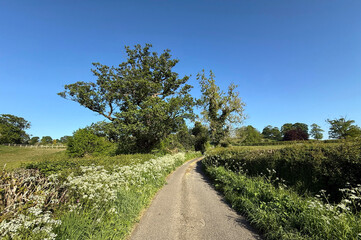 A country path winds through a landscape with tall trees and wildflowers on either side. The sky is a clear, vibrant blue, enhancing the serene nature of the countryside scene in, Leathley, Otley, UK