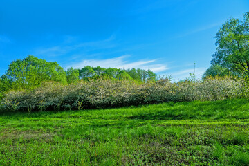 Blackthorn in the floodplain forest, abandoned agricultural land. The average flow of the Don River