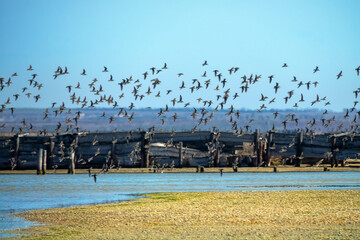 Bird migrations and stopovers. Feeding clusters of waders on wetlands. A flock of flying birds