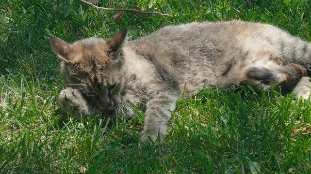 Close-up shot of a Pixie-bob cat licking its paw while lying on lush green grass on a sunny day