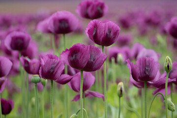 Blooming opium poppy flower field.