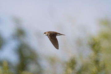 Sand Martin in flight