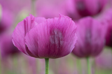 Detail of blooming opium poppy flower, papaver somniferum.