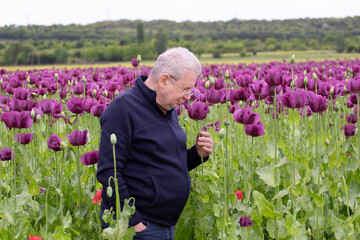 Happy adult man in opium poppy flower field.