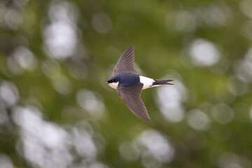 House Martin in flight