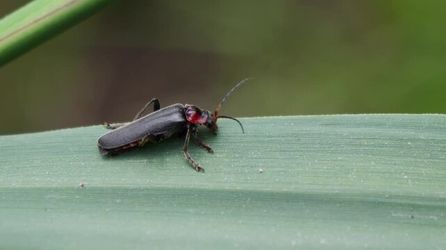 Close up footage of Cantharis fusca the soldier beetle with a black and small red spot on its head