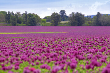 Blooming opium poppy flower field.