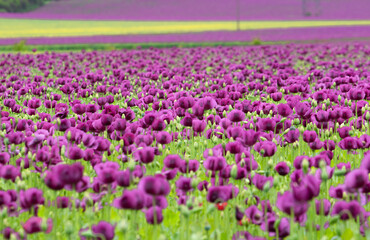 Blooming opium poppy flower field.