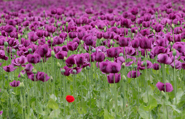 Blooming opium poppy flower field.