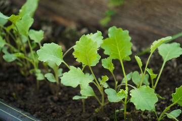 Young Cabbage Plant in Soil. A fresh young cabbage plant sprouting in fertile soil. Sustainable agriculture and growth.