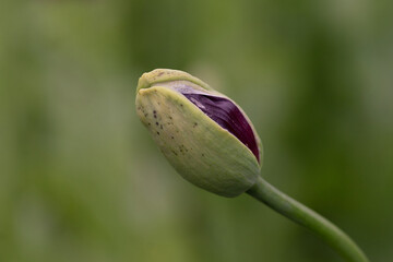 Bud of opium poppy flower, papaver somniferum.