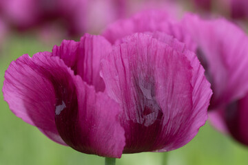 Detail of blooming opium poppy flower, papaver somniferum.