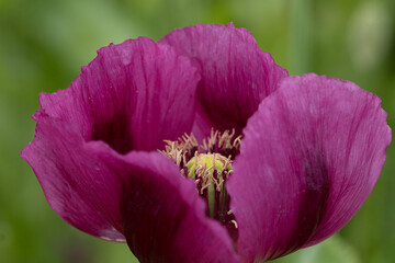 Detail of blooming opium poppy flower, papaver somniferum.