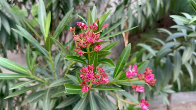 Summer Blossoms: Detail of the Nerium Oleander Shrub