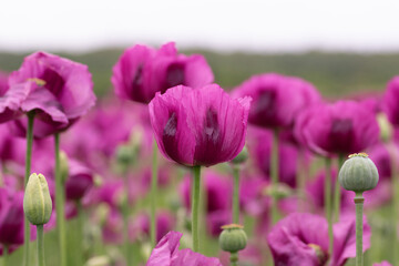 Blooming opium poppy flower field.