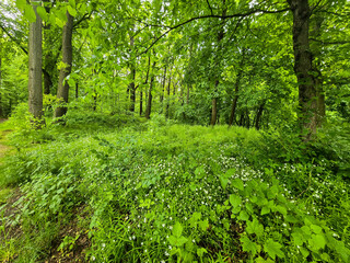 Obraz premium WildT aiga Ancient Grove Deep Wilderness