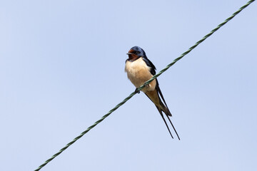 Swallow perched on a line.