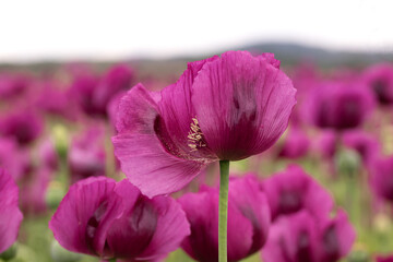 Blooming opium poppy flower field.