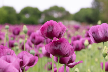 Blooming opium poppy flower field.