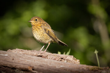 Juvenile Robin