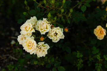 Fresh cream roses cluster in outdoor garden. Image suitable for floral, gardening, or nature-related content and backgrounds.