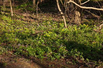 The first spring flowers are blooming in the woods