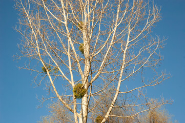 Tree branches with spring buds and mistletoe against the sky