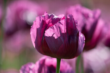 Detail of blooming opium poppy flower, papaver somniferum.