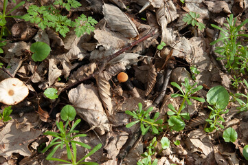 small mushrooms among last year's leaves and fresh spring grasses