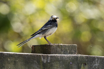 Pied Wagtail with bugs in beak