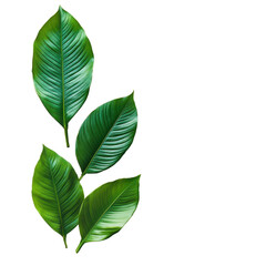 Fototapeta premium Fresh green leave, A single fresh green leaf showcasing its rich color and intricate vein patterns, isolated on transparent background
