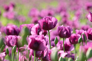 Happy adult man in opium poppy flower field.