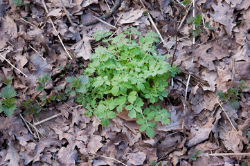 young green celandine leaves poking through between last year's fallen leaves