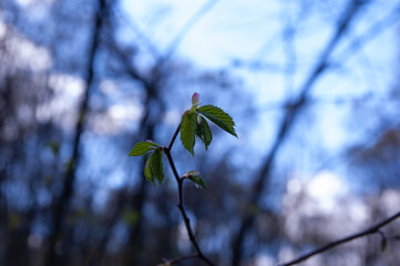 spring background: twig with first spring leaves on blurred blue background, selective focus